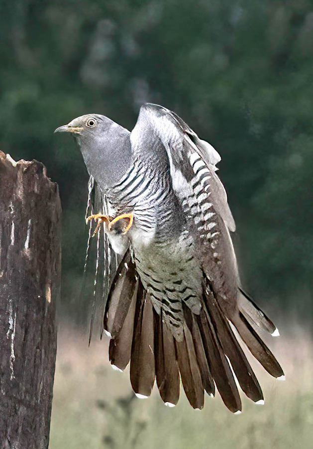 Cuckoo landing, Robert Fish